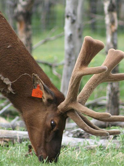 Elk Velvet Antler - Manitoba Elk Growers Association